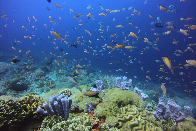 3 Epic Dives in Nusa Penida - Certified Divers' Day Trip - Why Nusa Penida is worth the early alarm