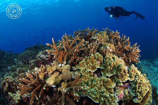 3 Epic Dives in Nusa Penida - Certified Divers' Day Trip - Who should book this experience