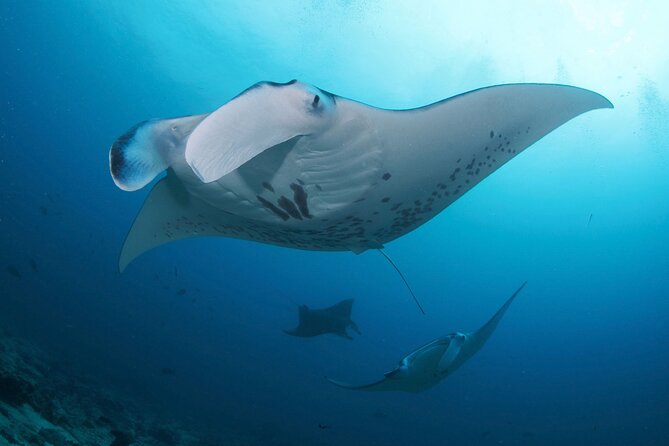 3 Epic Dives in Nusa Penida - Certified Divers' Day Trip - The morning pickup from South Bali