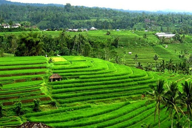 4-Hour Private Tour in Jatiluwih Terraces and Butterfly Park - What the $70 price really covers
