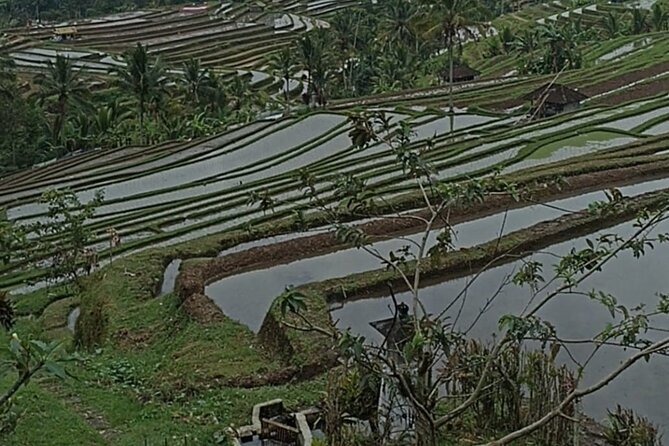 4-Hour Private Tour in Jatiluwih Terraces and Butterfly Park - Booking, weather, and practical details