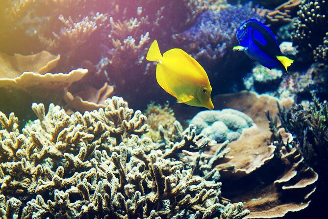 (ALL- IN) Bali Snorkeling Blue Lagoon with Waterfall Visit - What the Private Format Means