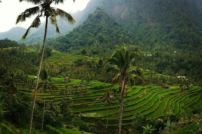 All inclusive Bali Sekumpul Waterfalls Trekking Tour - What the private format really gives you