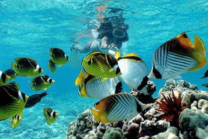All Inclusive Bali Snorkeling Blue Lagoon tour experience - Pickup, timing, and the long-day reality