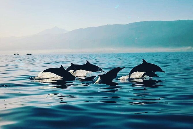 All inclusive Lovina Dolphins Sunrise tour, Waterfall & Temple - Watching dolphins at Lovina Beach