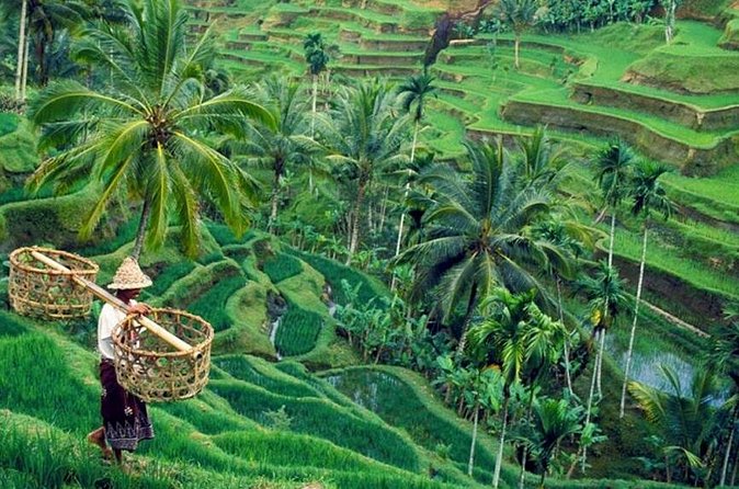 All inclusive Ubud private tour - What the $47 price really covers