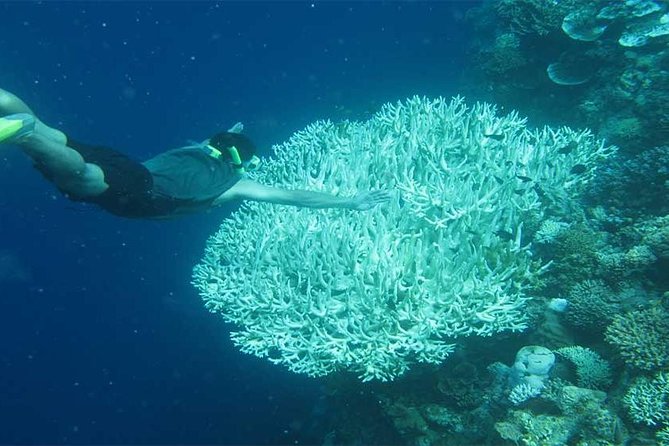 All Ticket Inclusive-Blue Lagoon Snorkeling-Ubud Monkey Forest & Ubud Waterfall - Who should book this Bali combination tour?