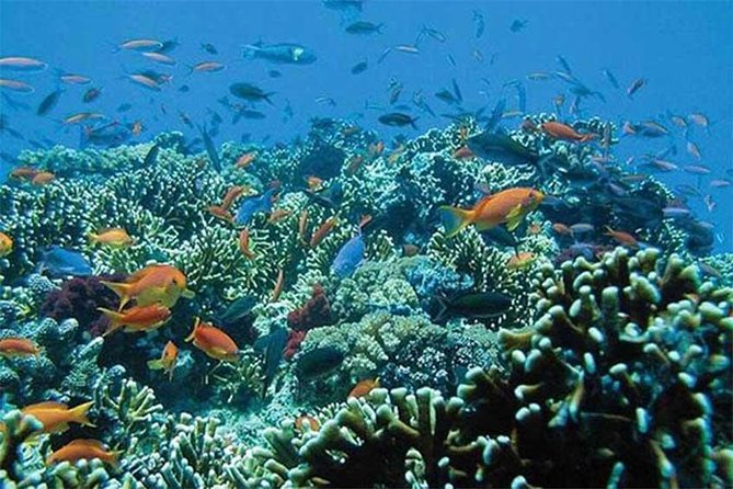 All Ticket Inclusive-Blue Lagoon Snorkeling-Ubud Monkey Forest & Ubud Waterfall - What to pack for a smoother day