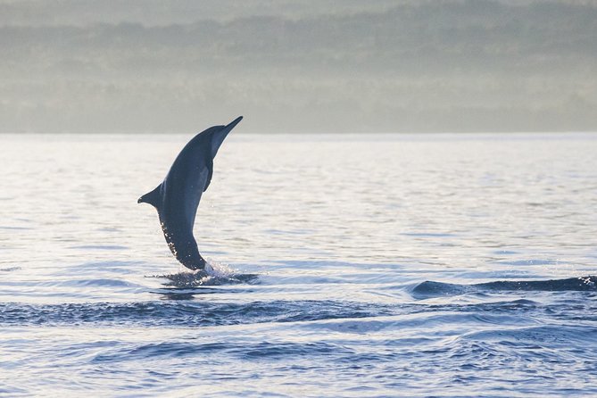 Amazing Private Tours: Dolphins Lovina and Gitgit Waterfall include Lunch - Gitgit Waterfall adds a change of pace