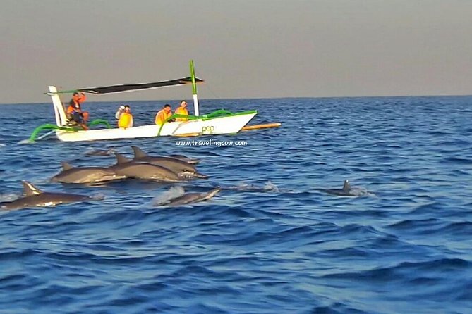 Amazing Private Tours: Dolphins Lovina and Gitgit Waterfall include Lunch - What the day feels like in practice