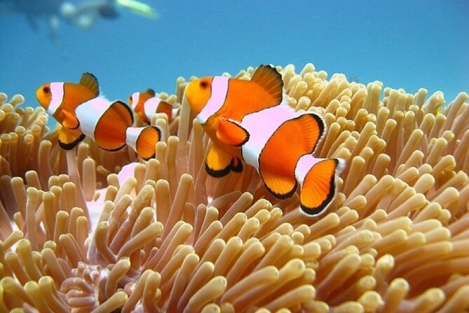 Bali ATV Quad Bike Adventure and Snorkeling Tour - The private-car advantage, and its limits