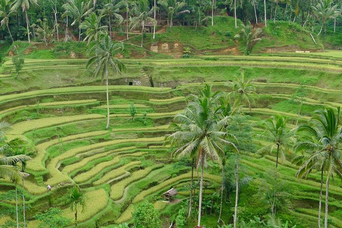 Bali Benoa Shore Excursion for Cruise's Passenger - All Inclusive - Why this Benoa port tour works for a short visit