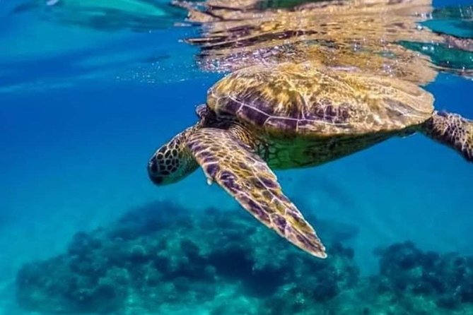 Bali Best Snorkeling at Blue Lagoon - Lunch, drinks, and transport included