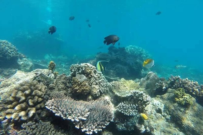 Bali Best Snorkeling at Blue Lagoon - Wildlife, coral, and realistic expectations