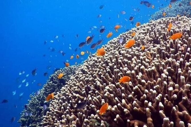 Bali Best Snorkeling at Blue Lagoon - Price and who gets the most value