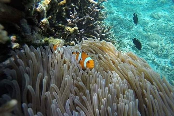 Bali Best Snorkeling at Blue Lagoon - A second look at Tanjung Jepun