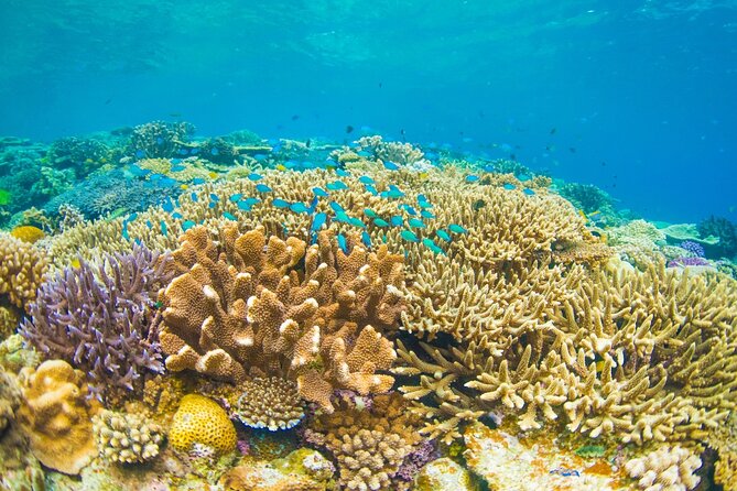 Bali Blue Lagoon Snorkeling with Private Transfer and Lunch - Lunch after the water