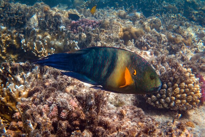 Bali Blue Lagoon Snorkeling with Private Transfer and Lunch - Who will enjoy this tour most