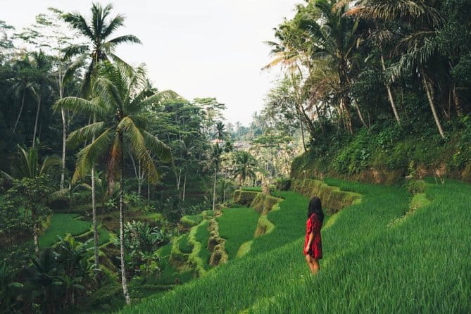 Bali day trip : Batur Sunrise Hike and Hot Spring All inclusive - Coffee at Oka Agro Wisata