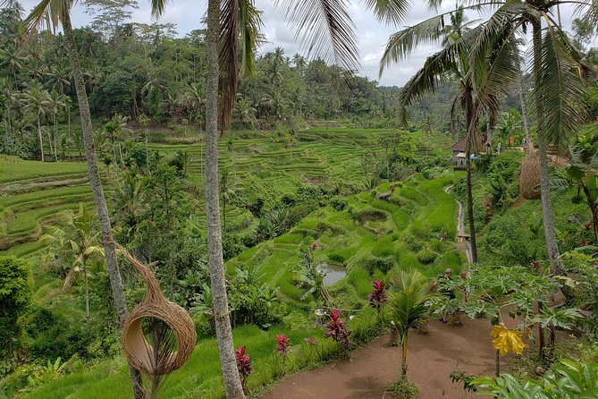Bali Full Day Holy Water Tour - Kintamani and Mt. Batur: finish with a mountain view