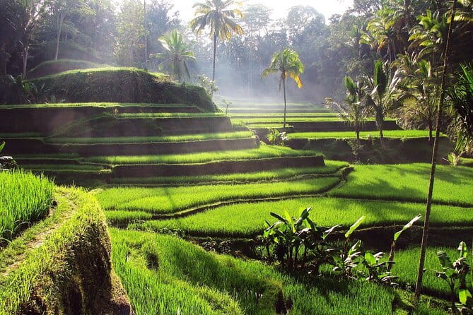 Bali Full-Day Tours : Waterfall and Ubud Destination Trip - Why this Kuta to Ubud day trip works