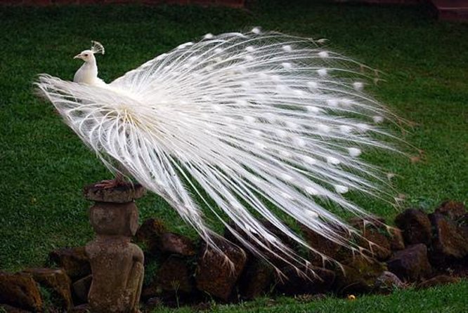 Bali Highlights : Nature, Waterfall, Rice Terraces and Volcano - One long day through Bali’s inland highlights