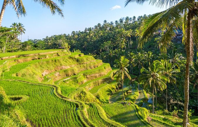 Bali Hindu temple, Rice terrace, Waterfall -All Inclusive - Key points to know before booking