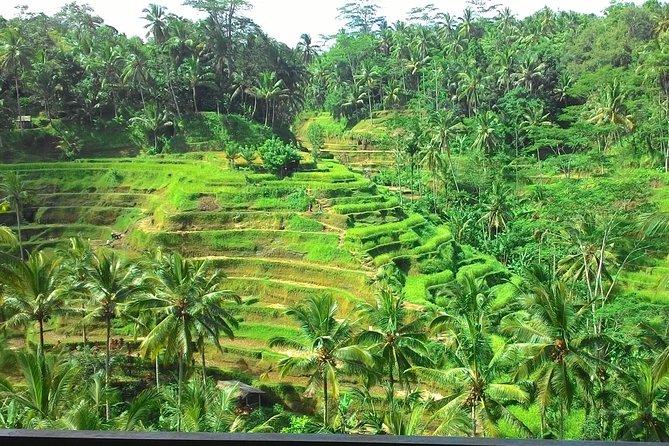Bali Hindu temple, Rice terrace, Waterfall -All Inclusive - Tegalalang Rice Terrace and the view from above