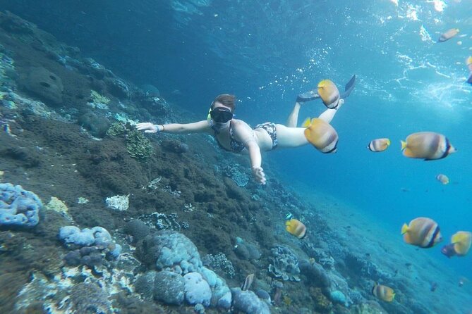 Bali Nusa Penida and Private Snorkeling (Manta Bay, Gamat, Wall) - Manta Bay: the main reason to book