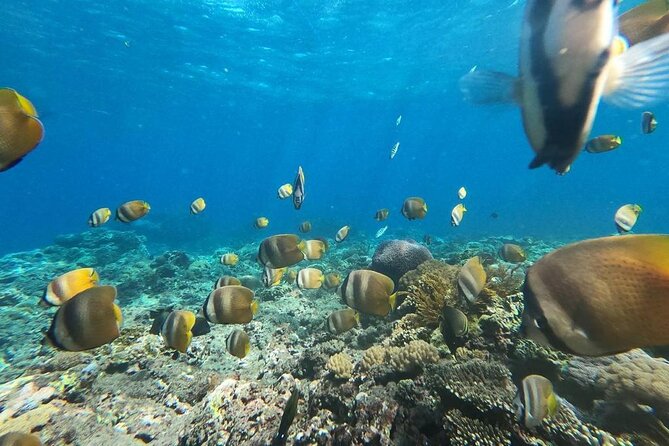 Bali Nusa Penida and Private Snorkeling (Manta Bay, Gamat, Wall) - Starting at 6:30 a.m. for Sanur and Nusa Penida