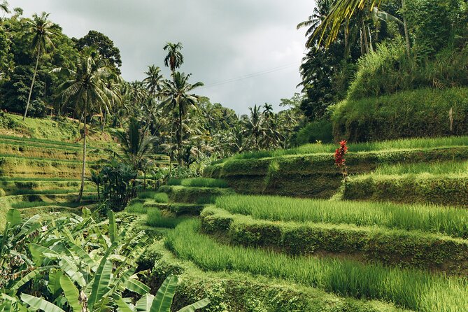 Bali Private Car Full Day Customized Tour With Drone Service - Waterfalls, royal temples, and the western rice fields