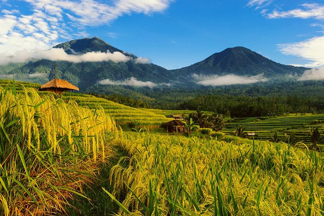 Bali Private Driver - Bali customized private tour - Key points to know before booking
