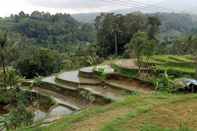 Bali Private Tour Guide And Driver - What a Ubud day can include