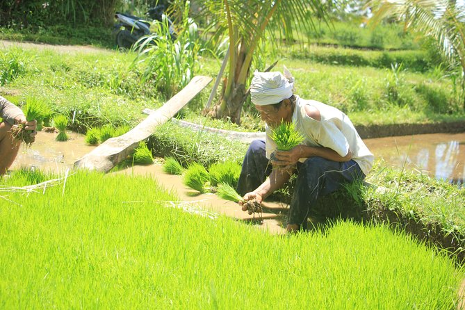 Bali Quad and Buggy Discovery Tour, Including Round-Trip Transfer - How much value you get for $75.94