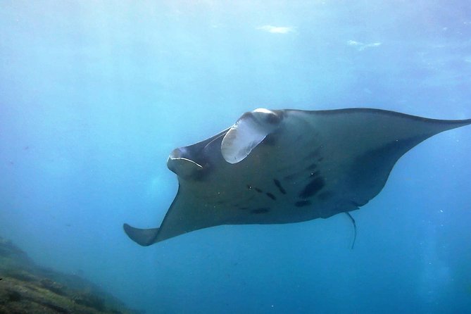 Bali Scuba Diving at Nusa Penida Manta Point For Certified Diver - Key points for your Nusa Penida day