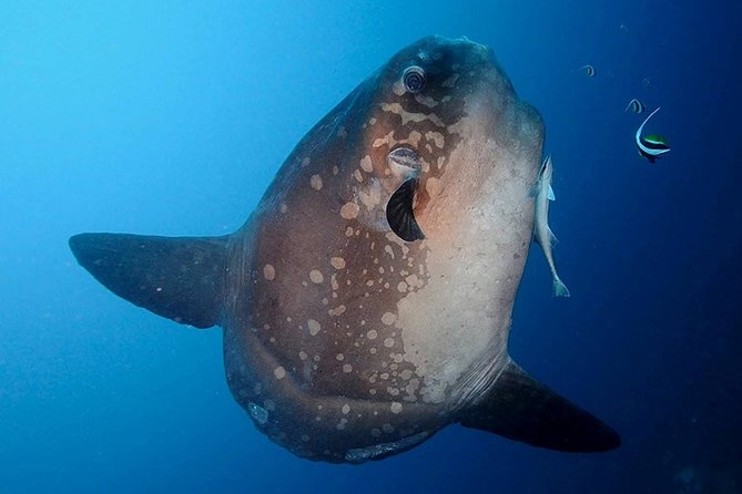 Bali Scuba Diving at Nusa Penida Manta Point For Certified Diver - Why Manta Point makes the early start worthwhile