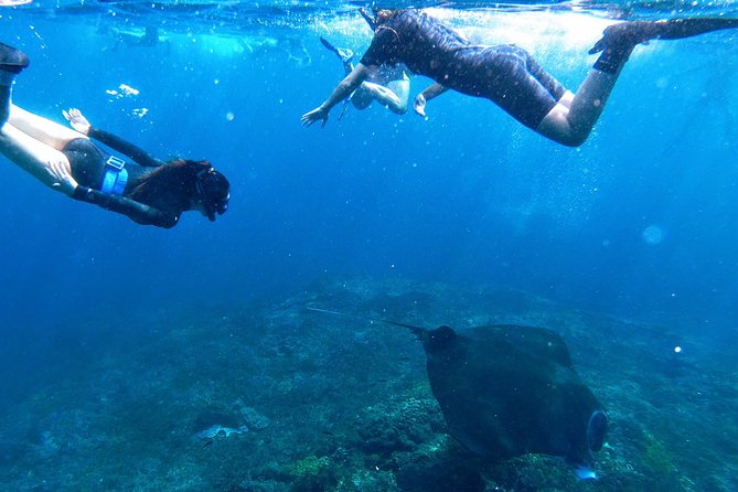 Bali Scuba Diving at Nusa Penida Manta Point For Certified Diver - Cancellation and weather details to know