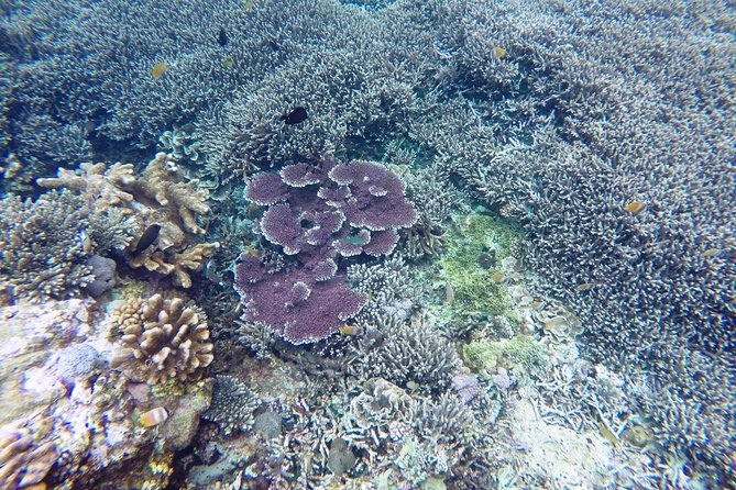 Bali Scuba Diving at Nusa Penida Manta Point For Certified Diver - The third session changes with the sea
