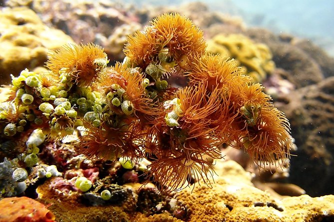Bali Scuba Diving at Padang Bai for Certified Diver - Weather, cancellations, and the sensible booking window