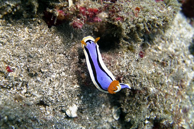 Bali Scuba Diving at Padang Bai for Certified Diver - Who will enjoy this Padang Bai outing most