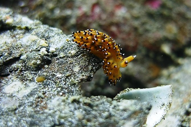 Bali Scuba Diving trip at Tulamben for Certified Diver - Entering the USS Liberty from the beach