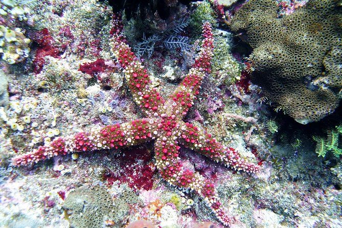 Bali Scuba Diving trip at Tulamben for Certified Diver - Guides, equipment, and safety