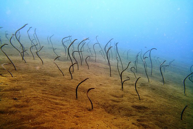 Bali Scuba Diving trip at Tulamben for Certified Diver - Price and what you actually receive for $98.34