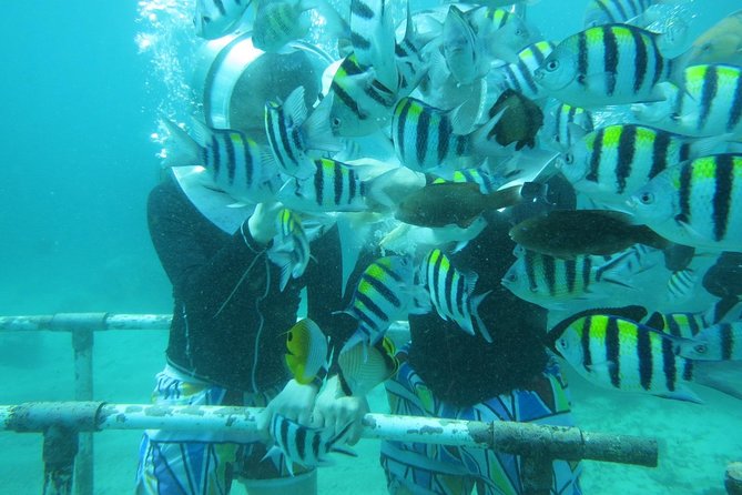 Bali Sea Walking Experience - Pairing the Sea Walk With an Ubud Day