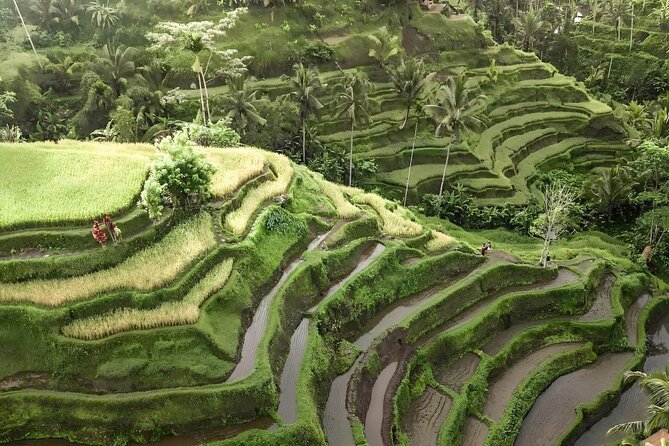 Bali Tour : Best Attractions in Ubud with Rice Terrace - Sacred Monkey Forest: the day’s longest stop