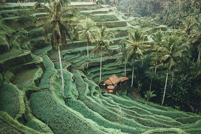 Bali Tour Customized With Local Guide - North Bali and the Lake Beratan temples