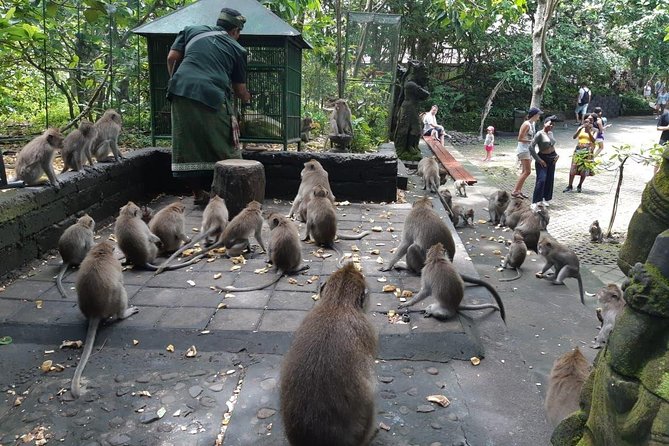 Bali Tour: Ubud Most Popular Place - Monkey Forest, close encounters with more than 1,000 monkeys
