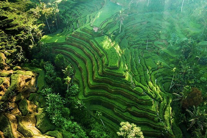 Bali: Ubud (Temple, Spring, Rice Terraces, & Waterfall) - Key points to know before booking