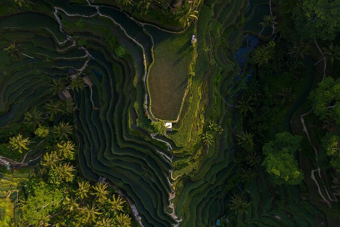 Best Day Tour - #1 Ubud Top Attraction - Quick take on the Ubud day tour