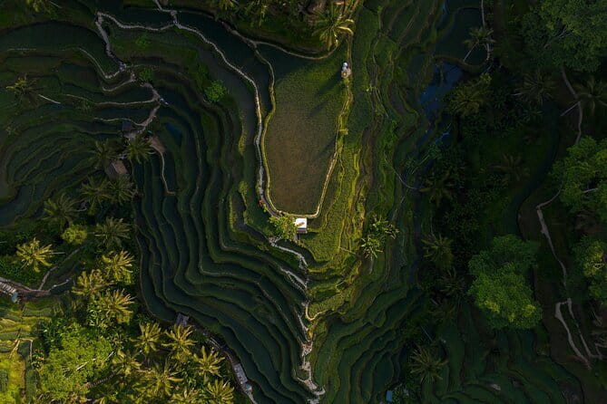 Best Day Tour - #3 World Cleanest Traditional Village - A full day linking Ubud’s best-known sights